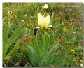 Iris pseudopumila